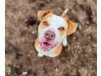Adopt Pizza a Pit Bull Terrier