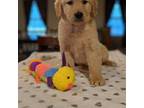 Golden Retriever Puppy for sale in Sacramento, CA, USA