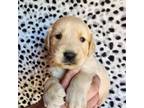 Golden Retriever Puppy for sale in Chatham, VA, USA