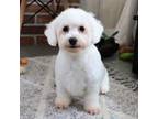 Bichon Frise Puppy for sale in Syracuse, IN, USA