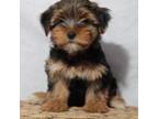 Yorkshire Terrier Puppy for sale in Hillsboro, TX, USA