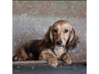 Dachshund Puppy for sale in Crystal, MI, USA