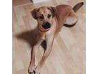 Adopt Ranger FKA Percy a Mixed Breed