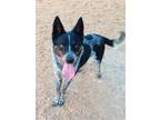 Adopt CHANCA a Australian Cattle Dog / Blue Heeler, Mixed Breed