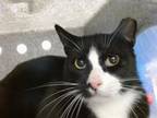 Adopt MOO a Domestic Short Hair