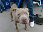 Adopt ALPHA a Pit Bull Terrier, Mixed Breed
