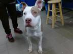 Adopt BUBBA a Pit Bull Terrier, Mixed Breed