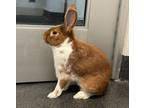 Adopt TOFFEE a Bunny Rabbit