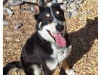 Adopt T-MOBILE a Australian Cattle Dog / Blue Heeler, Mixed Breed