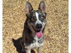 Adopt BEERRY a Husky, Mixed Breed