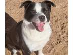 Adopt MAX a Border Collie, Mixed Breed