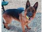 Adopt SCOUT a German Shepherd Dog, Mixed Breed