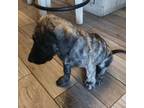 Dutch Shepherd Dog Puppy for sale in Lake Placid, NY, USA