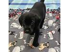 Labrador Retriever Puppy for sale in Gardnerville, NV, USA