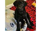 Labrador Retriever Puppy for sale in Gardnerville, NV, USA