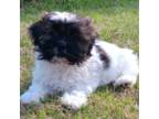 Zuchon Puppy for sale in Granite Falls, NC, USA