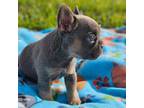French Bulldog Puppy for sale in Wichita Falls, TX, USA