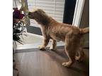 Golden Retriever Puppy for sale in Richmond, TX, USA