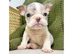 Bulldog Puppy for sale in Murfreesboro, TN, USA