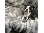 Boston Terrier Puppy for sale in Rockford, WA, USA