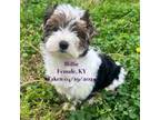 Yorkshire Terrier Puppy for sale in Wilder, KY, USA