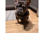 French Bulldog Puppy for sale in Austin, TX, USA