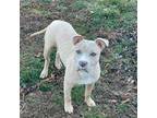 American Pit Bull Terrier Puppy for sale in Dallas, GA, USA