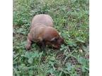 Dachshund Puppy for sale in Asheboro, NC, USA
