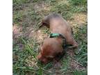 Dachshund Puppy for sale in Asheboro, NC, USA