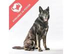 Adopt Bruno a German Shepherd Dog