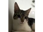 Adopt Pumba a Domestic Short Hair