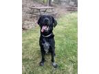 Adopt Spud a Labrador Retriever