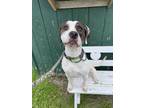 Adopt Beauregard a Pit Bull Terrier, English Coonhound