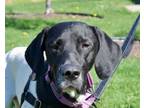Adopt Kobe a German Shorthaired Pointer, Mixed Breed