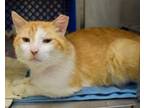 Adopt GOLDIE a Domestic Short Hair