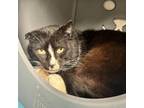 Adopt Bobby a Domestic Short Hair