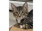 Adopt Crockett a Domestic Short Hair