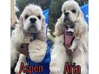 Adopt Aspen and Aria a Cocker Spaniel