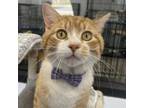 Adopt Remington a Domestic Short Hair