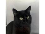 Adopt Adam a Domestic Short Hair