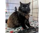 Adopt Cecil a Domestic Long Hair