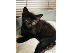 Adopt Fling a Domestic Short Hair