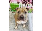 Adopt Nomad a Mixed Breed