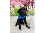 Adopt Bud a Labrador Retriever, Mixed Breed