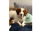 Adopt CO/Griffin a Brittany Spaniel