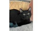 Adopt Bo Scat-Diddley a Domestic Short Hair