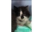 Adopt Fruit Loop a Domestic Short Hair, Domestic Long Hair