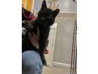 Adopt Kevin a Domestic Short Hair