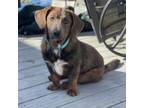 Adopt Yukon a Dachshund, Beagle