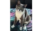 Adopt Westley a Domestic Short Hair